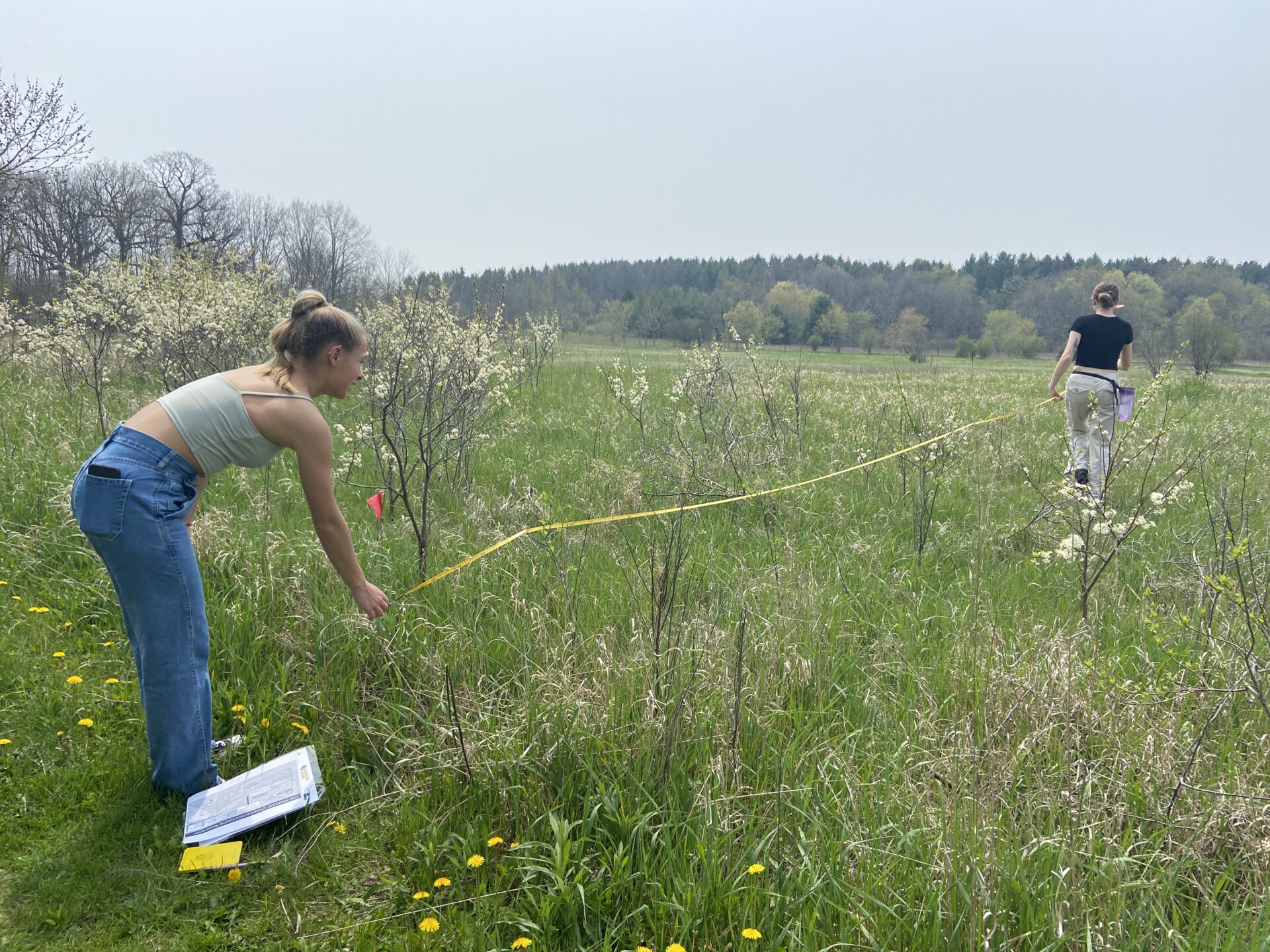 Pollinator Patch